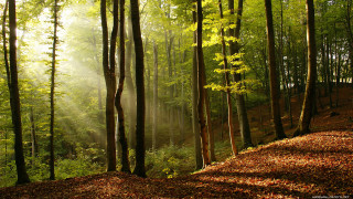 Forest hillside trees leaves grass - leaf and grass free wallpaper