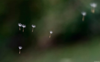 Dandelions blowing wind sunny day - blurry background free wallpaper