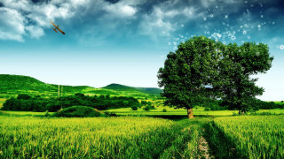 Plane green field cloudy sky 2 - afewerk tekle free wallpaper for desktop