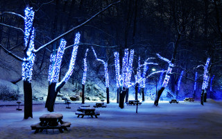 Snowy park bench lights trees - the ground and trees free wallpaper