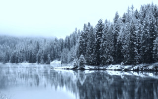 Lake trees snow foggy forest - a forest in the background free wallpaper
