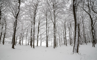 Person riding skis snowy woods - the wood free wallpaper