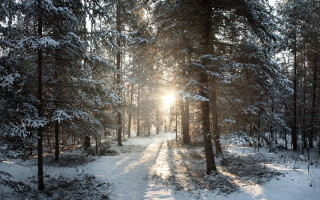 Snowy forest path sunlight trees - a snowy forest free wallpaper