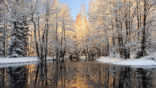 Pond trees snow background branches - a pond free wallpaper