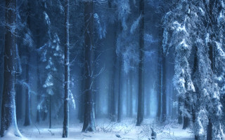 Snowy forest trees snow ground - a snowy forest free wallpaper