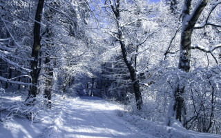 Snowy forest path bench cherry - blue sky in the background free wallpaper