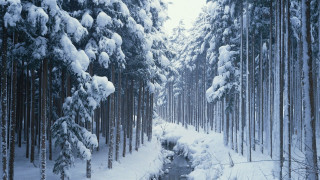 Snowy forest stream winter romanticism - tree and snow covered ground free wallpaper