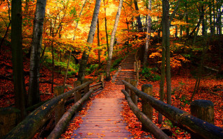 Wooden path fall leaves orange - fall free wallpaper