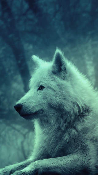 White wolf woods looking distance - caspar wolf free wallpaper for mobile
