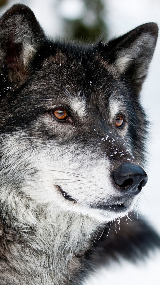 Wolf snow face looking distance - free dogs wallpaper for mobile
