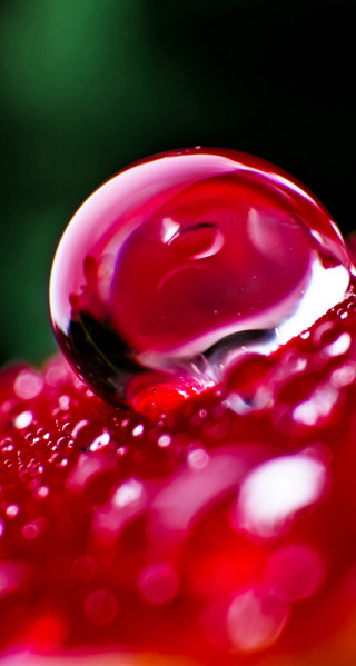 Red liquid droplet flower stem - macro photography free wallpaper for mobile