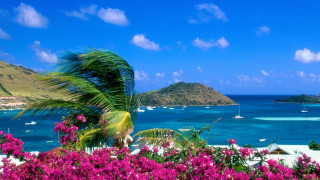 Tropical island pink flowers blue - a tropical island free wallpaper