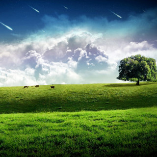 Green field tree cows sky - a green field free wallpaper for tablet