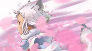 Anime whitehair catears pinkflowers cherryblossoms - furry art free wallpaper