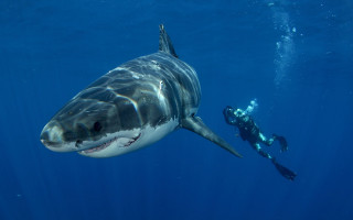 Man swimming large shark ocean - his mouth free wallpaper
