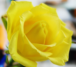 Yellow rose vase flowers background - a vase free wallpaper for tablet