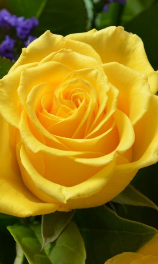 Yellow rose purple flowers green - purple flower free wallpaper for mobile