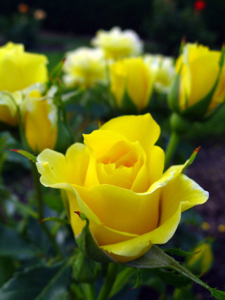Yellow roses blooming garden area - free spring wallpaper