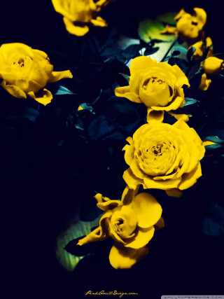 Yellow flowers table black background - a table top free wallpaper for mobile