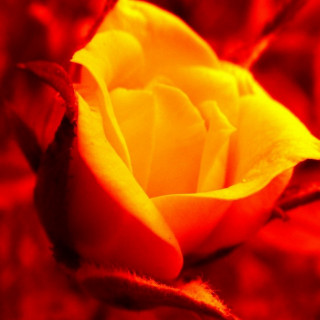 Yellow rose red background red - rose free wallpaper for tablet