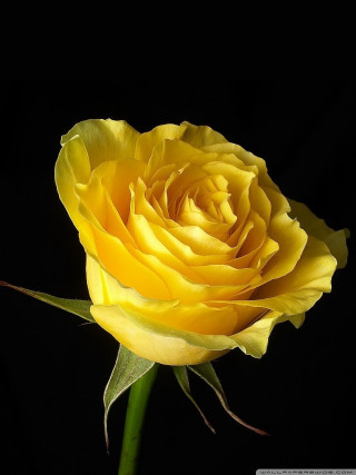 Yellow rose dark background green - the dark free wallpaper for mobile