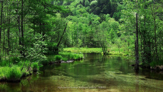 River lush green forest trees 2 - a forest in the background free wallpaper for desktop