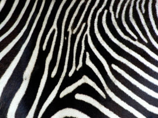 Zebra closeup skin pattern black - carol bove free wallpaper