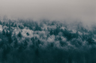 Black white forest plane flying - photo of a forest free wallpaper