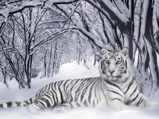 White tiger snow trees ground 4 - a white tiger free wallpaper