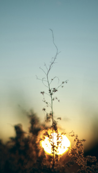 Plant sun sky clouds branches - a plant free wallpaper for mobile