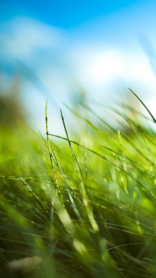 Grass field blue sky blurry 2 - environmental free wallpaper for mobile