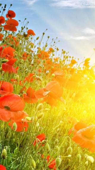 Red flowers sunlight clouds background - red flower free wallpaper for mobile