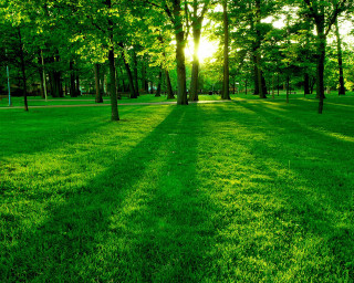 Grassy field trees bench sunshine 4 - the other side free wallpaper for desktop