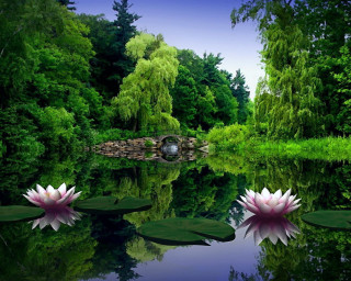 Pond water lilies bridge trees 2 - tranquil free wallpaper for desktop