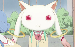 Cat blue eyes white pink - a white cat free wallpaper