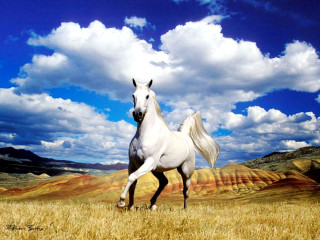 White horse running dry grass 2 - a white horse free wallpaper for desktop