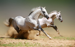 Two horses running dirt wild 2 - wild free wallpaper for desktop