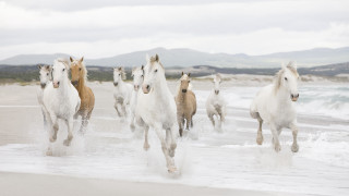 Horses running beach ocean mountains - a beach near the ocean free wallpaper