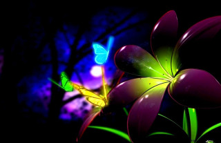 Flower butterfly night tree flying - rich color free wallpaper