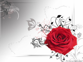 Red rose black white swirl - swirl design free wallpaper
