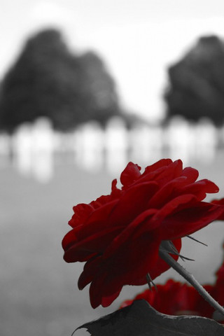 Red flower black white blurry - a red flower free wallpaper for mobile