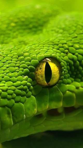 Green snake eye closeup yellow - free nature wallpaper for mobile