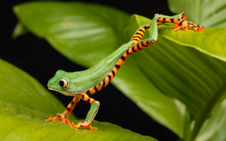 Green orange frog leafy plant - its leg free wallpaper