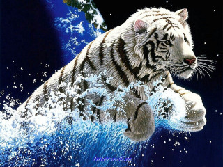 White tiger water blue background 2 - a white tiger free wallpaper