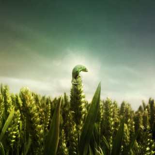 Green lizard grass field sky - behance hd free wallpaper for tablet