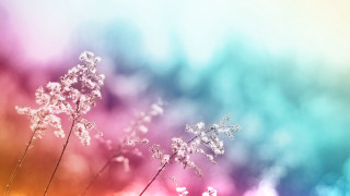 Flowers grass rainbow blurry background - a bunch of flowers free wallpaper for desktop
