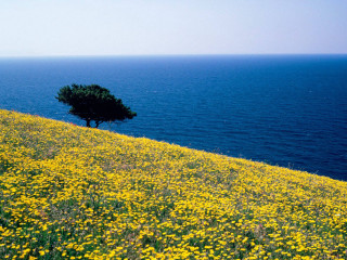 Lone tree hill sea yellow - andreas gursky free wallpaper for desktop