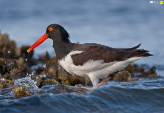 Bird orange beak rock water - a long beak free wallpaper