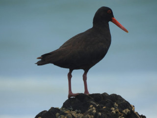 Bird standing rock long beak - orange beak free wallpaper