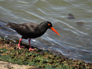 Black bird long orange beak - the shore of a lake free wallpaper for desktop